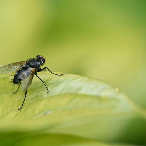Tachinid