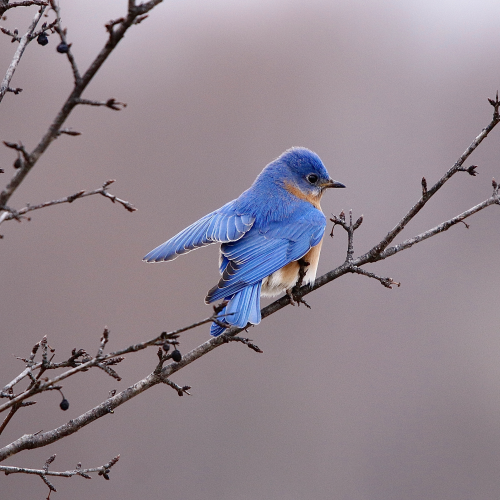 Eastern Bluebird