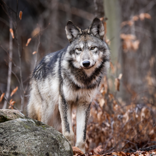 Eastern wolf