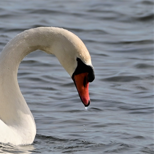 Swan