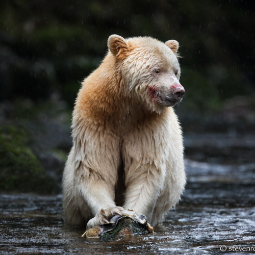 Spirit bear feeding