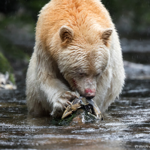 Spirit bear feeding