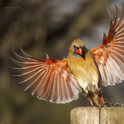 Just Winging It