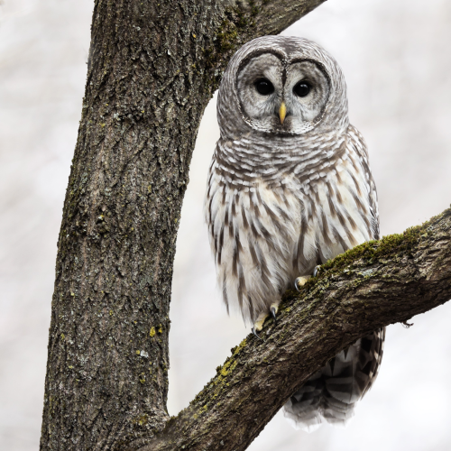 Barred owl