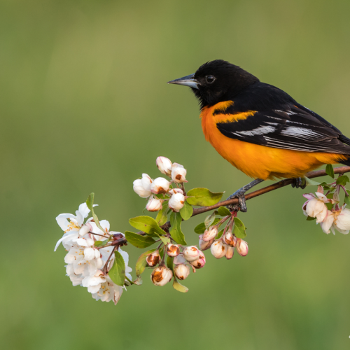 Baltimore Oriole