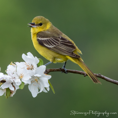 Female orchard oriole