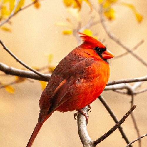 Contented Cardinal