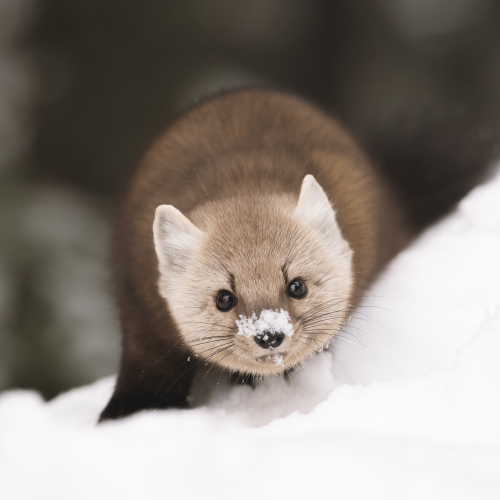 Sneaky marten