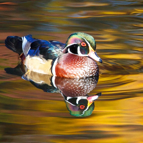 On Golden Pond