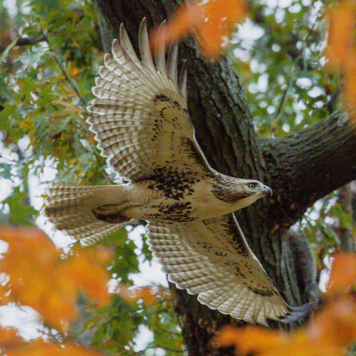 Red Tailed Hawk in the Park