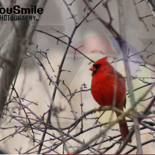 My Bird Shots