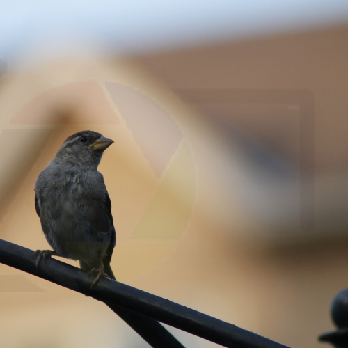 My Bird Shots