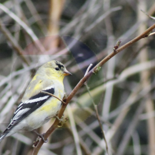 My Bird Shots