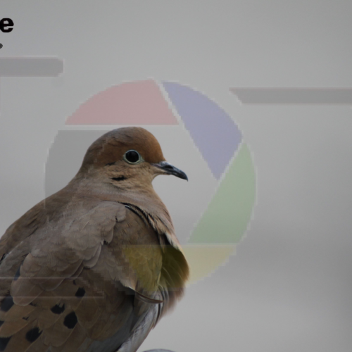 My Bird Shots
