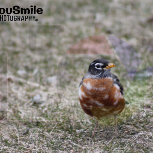 My Bird Shots