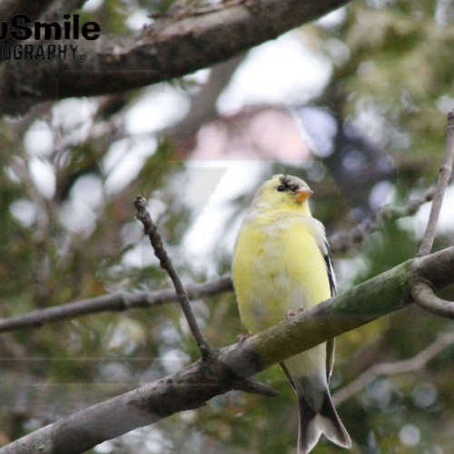 My Bird Shots