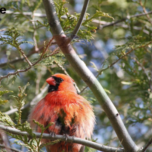 My Bird Shots