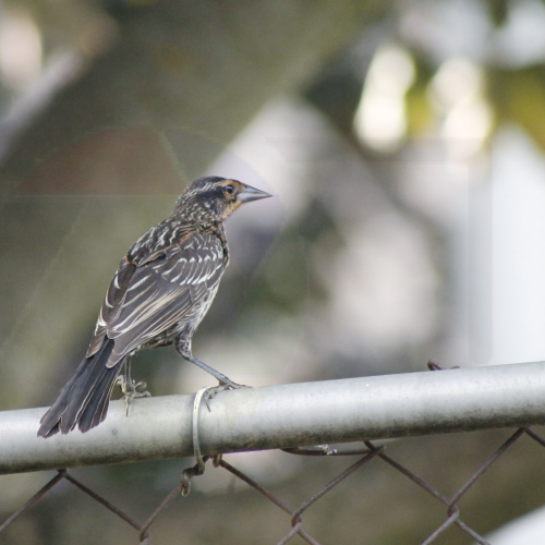 My Bird Shots