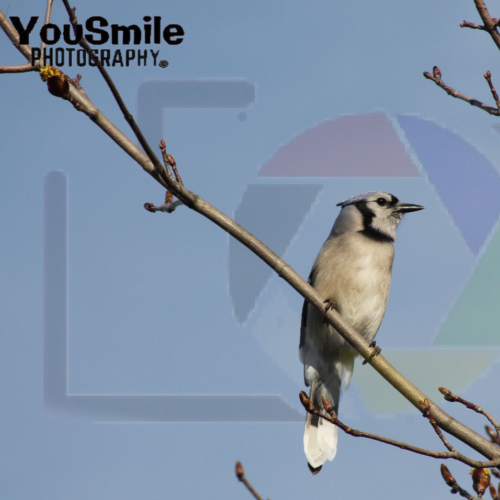 My Bird Shots