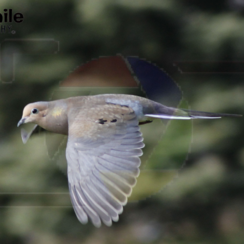 My Bird Shots