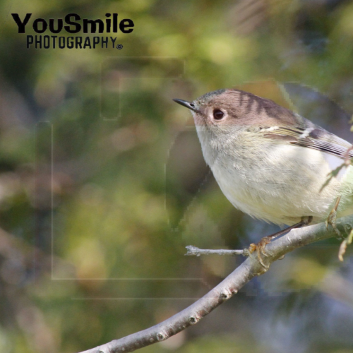 My Bird Shots
