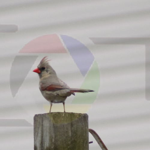 My Bird Shots