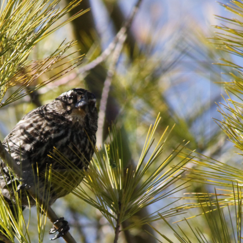 My Bird Shots