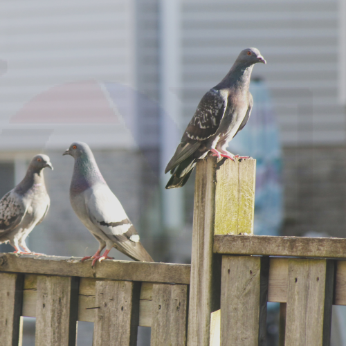 My Bird Shots