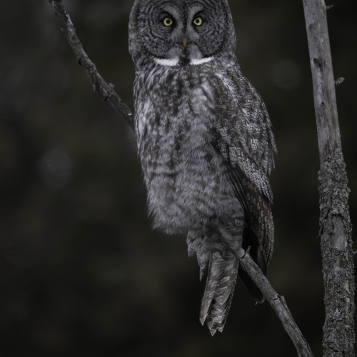 Majestic Great Grey Owl