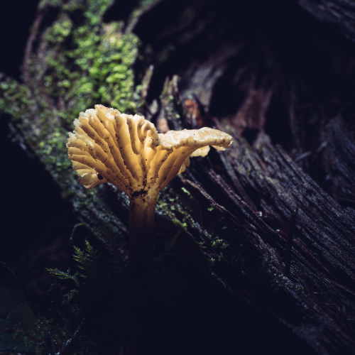 PNW winter mushroom