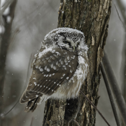 Boreal Owl in the Snowfall