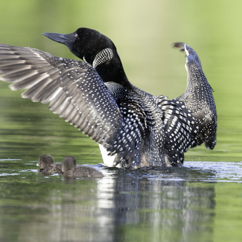 Common Loon with Chicks
