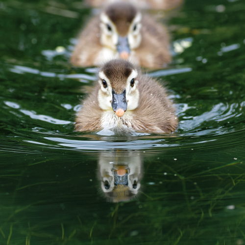 Duck(lings) in a row