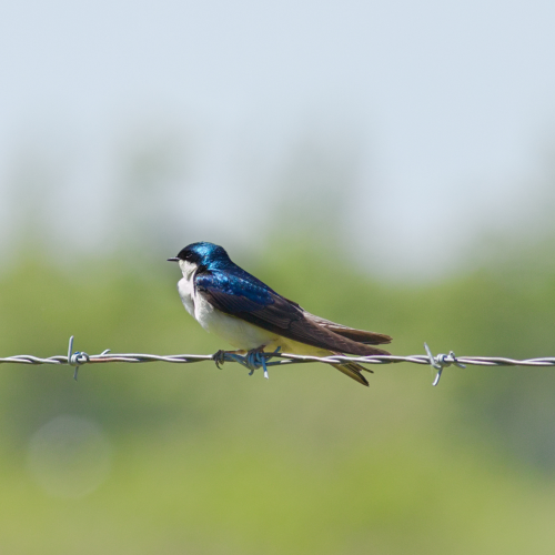 Bird on a Wire