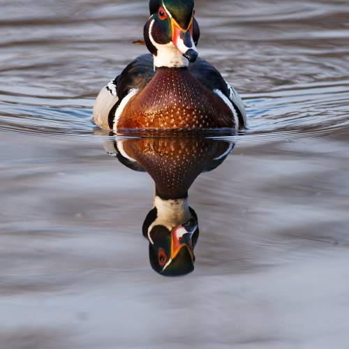 Reflections