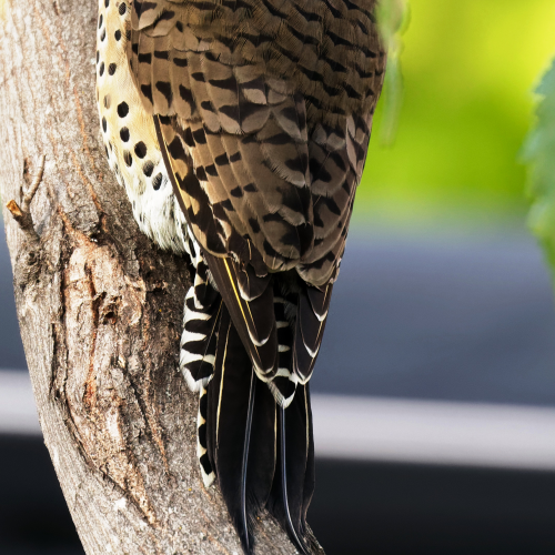 Backyard Northern Flicker