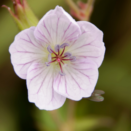 Fly on Wild White Geranium