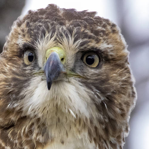 Red Tailed Hawk-Close up