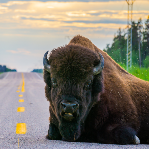 Wood Buffalo National Park Bison Road Block- Close Up