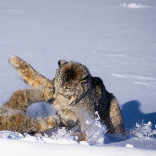 Tough Love in Spring Boreal Forest 1