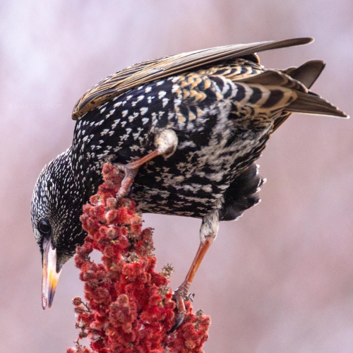 European Starling