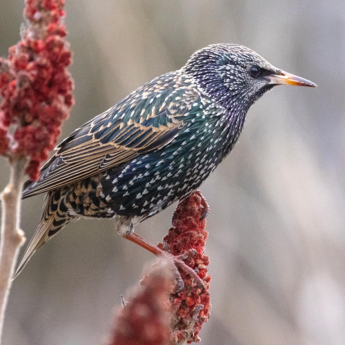 European Starling