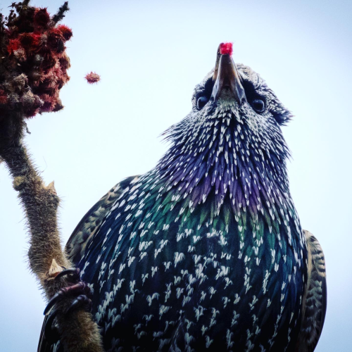 European Starling