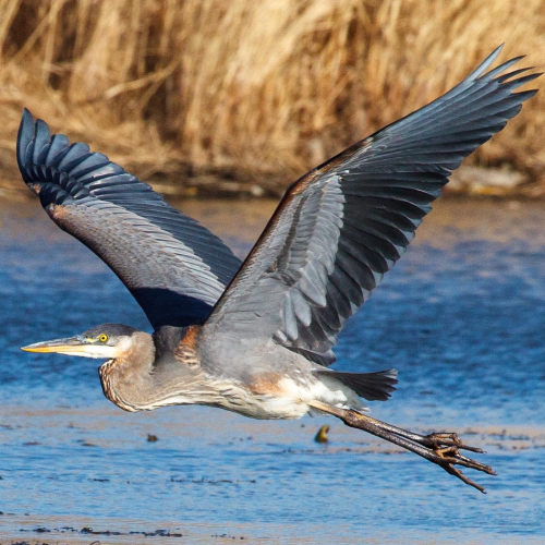 Great Blue experience 