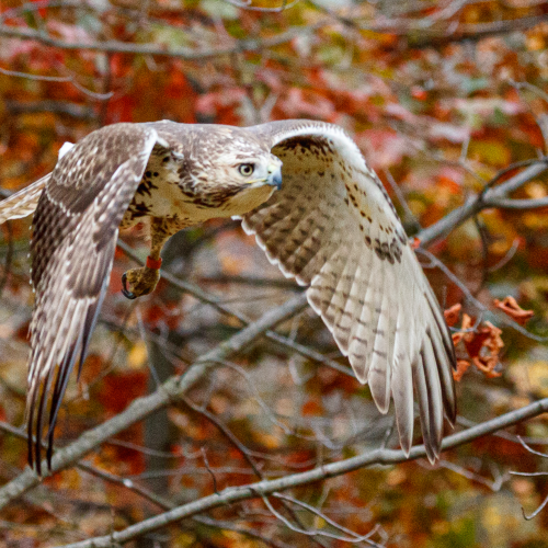 Fall colours and a red tailed hawk