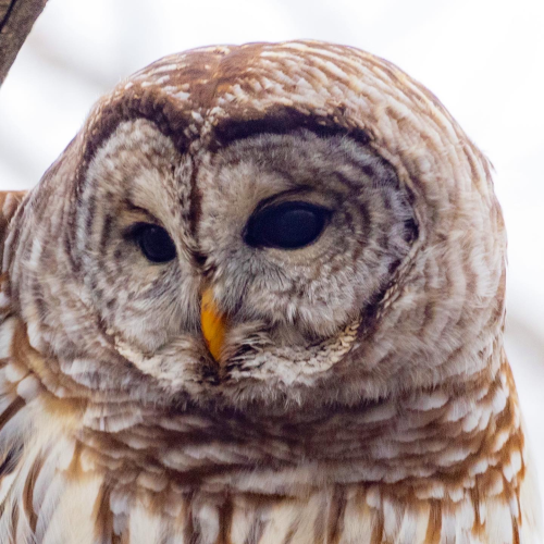 Winter Camouflage