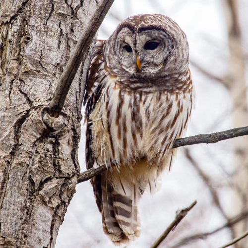 Winter Camouflage