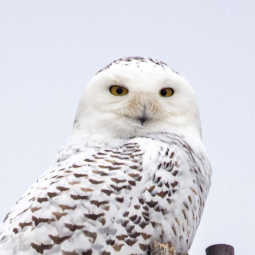Snowy owls in Toronto 
