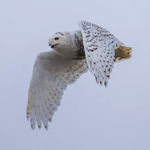 Snowy owls in Toronto 