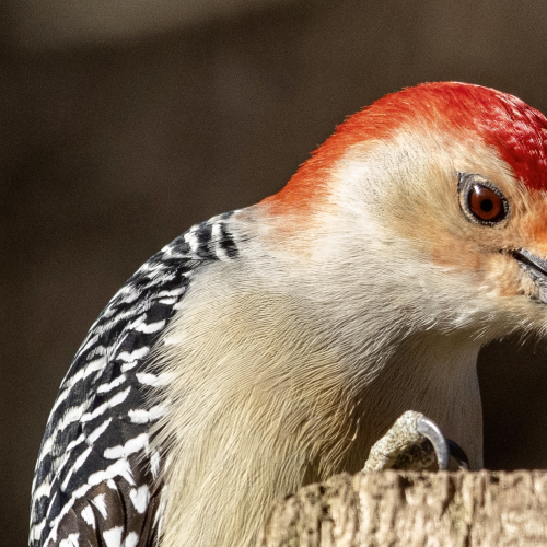 Red bellied Woodpecker 